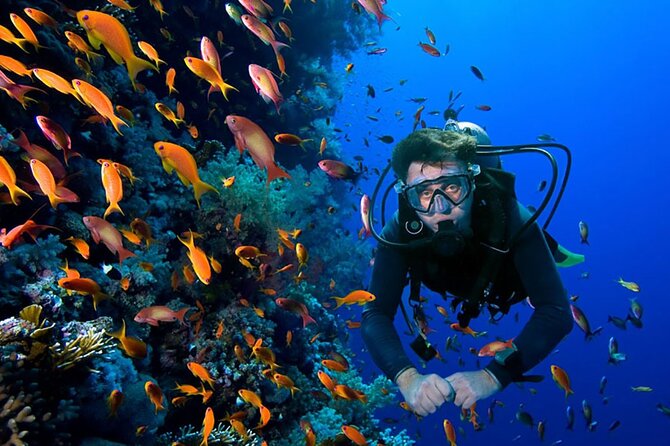 2 Tank Dive in Cozumel - Getting from Playa del Carmen to Cozumel: ferry time and why it matters