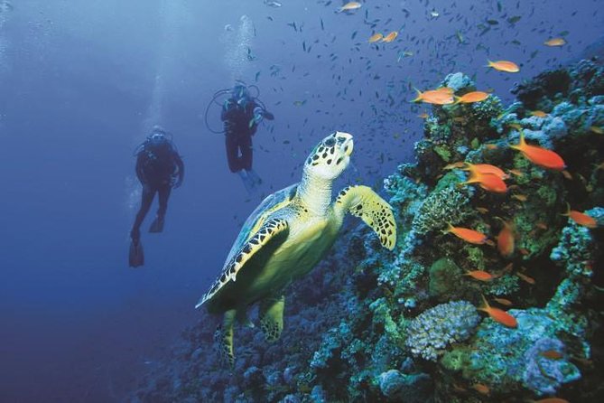 2 Tank Dive in Cozumel - Where Aqua Excursions meets you: 10 Avenida Sur and pickup rules