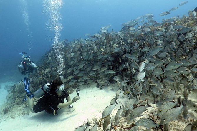 2-Tank Morning or Afternoon Dives in Playa del Carmen certified Divers Only - Boat Ride Time: How Group Size and Crew Help Your Day Go Better