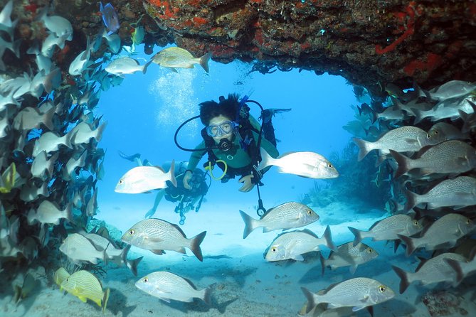 2-Tank Morning or Afternoon Dives in Playa del Carmen certified Divers Only - Afternoon Reef Visits: Two Shallow Stops With a More Relaxed Profile