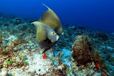 2-Tank Morning or Afternoon Dives in Playa del Carmen certified Divers Only - First Reef Stop in the Morning: Deeper External Reef, Then a Change of Pace