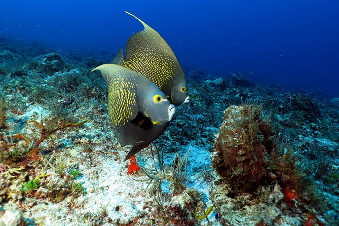 2-Tank Morning or Afternoon Dives in Playa del Carmen certified Divers Only - First Reef Stop in the Morning: Deeper External Reef, Then a Change of Pace