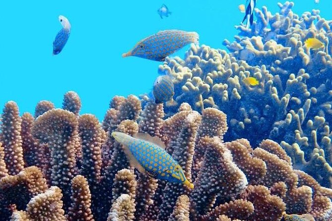 2x1 Tour: Isla Contoy, Isla Mujeres, Open Bar, Lunch and Transfers - Transfers and the 7:00 am start: plan for a long but structured day