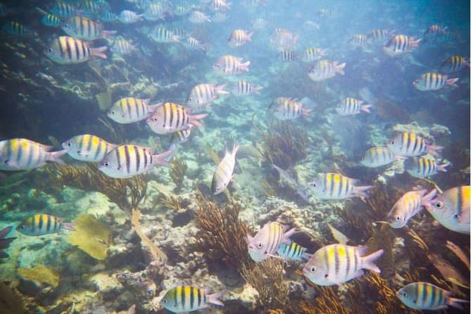 4H 42' Azimut Yacht All-Inclusive from Tulum & Playa del Carmen. - In-Ha reef snorkeling: calm water, sea turtles, and real choice