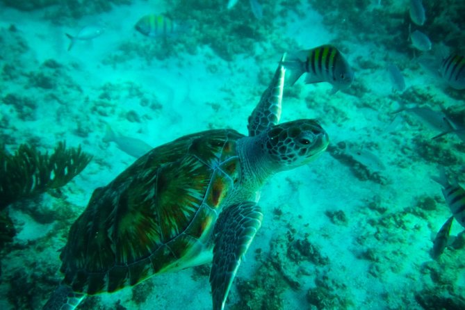 4H private 40' Yacht All-Inclusive in Tulum & Playa del Carmen - Should You Book the 4-Hour Private Catamaran to In-Ha Reef?