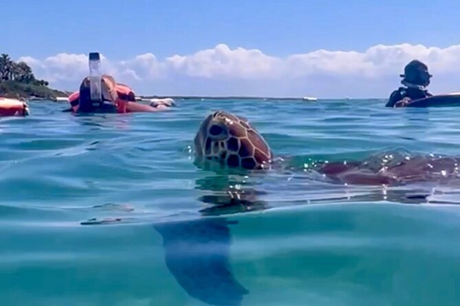 Akumal Bay snorkeling, plus 3 cenotes and great food - Key highlights worth planning for