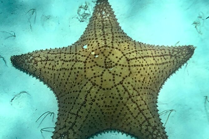 Akumal Bay snorkeling, plus 3 cenotes and great food - What you get for $169: value check