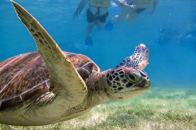 Akumal Bay snorkeling, plus 3 cenotes and great food - Practical tips so your day feels easy