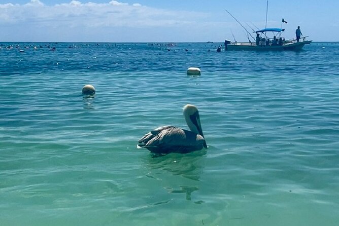 Akumal Bay snorkeling, plus 3 cenotes and great food - Should you book Akumal Bay snorkeling plus 3 cenotes?