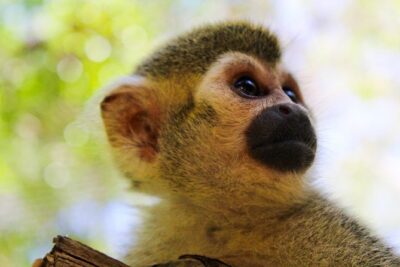 Akumal Monkey Sanctuary - Ticket Price and Value: What $95 Really Gets You