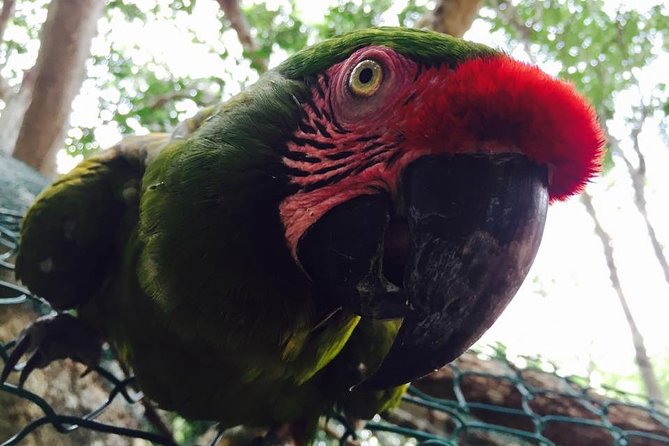 Akumal Monkey Sanctuary - Rehabilitation and Reintroduction: The Stories Behind the Animals