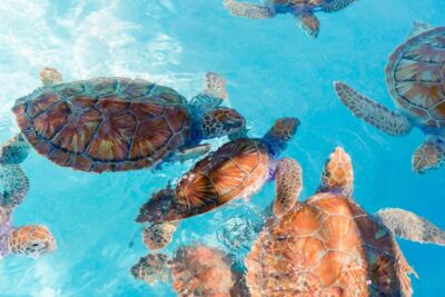 Akumal: Snorkel with Marine Fauna and an Expert Guide - Tsúuk Natural Park Facilities: Showers, Lockers, and Small Reliefs That Matter