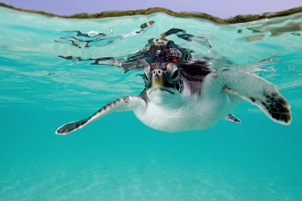Akumal: Snorkel with Marine Fauna and an Expert Guide - The Guided Snorkel in Calm Water: Turtles, Rays, Coral, and Reef Fish