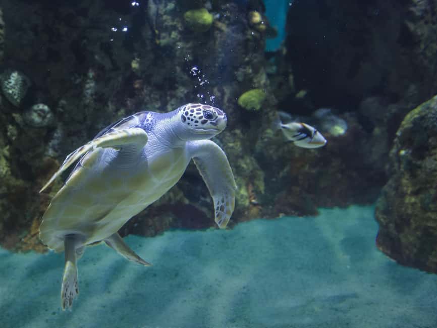 Akumal: Snorkel with Marine Fauna and an Expert Guide - Price and Value: Is $45 Worth 1.5 Hours?