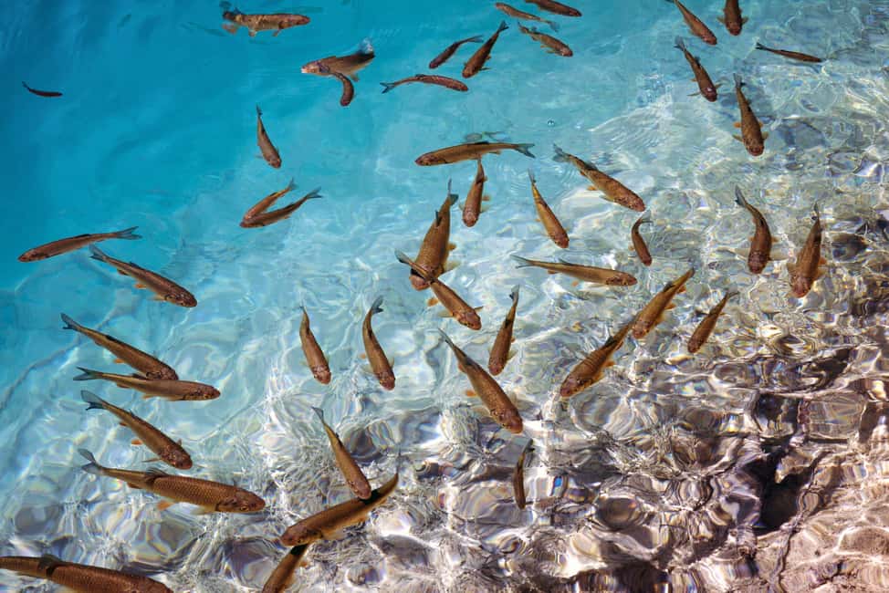 Akumal: Snorkel with Marine Fauna and an Expert Guide - Who This Snorkel Trip Is For (and Who Should Skip It)
