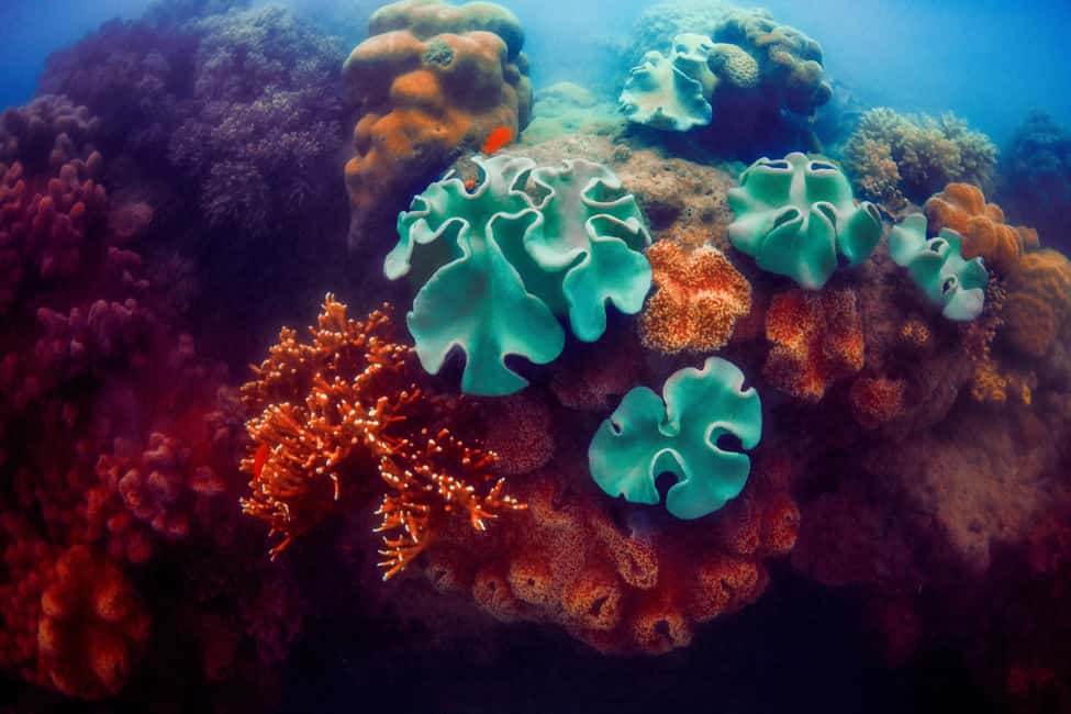 Akumal: Snorkel with Marine Fauna and an Expert Guide - What to Bring (and What to Leave at Home)