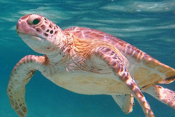 Akumal Turtles Snorkeling and GoPro pictures - Key Points Before You Go