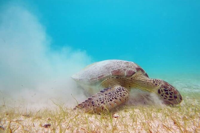 Akumal Turtles Snorkeling and GoPro pictures - First Stop: Meeting at 7-Eleven Akumal (and Why That Matters)