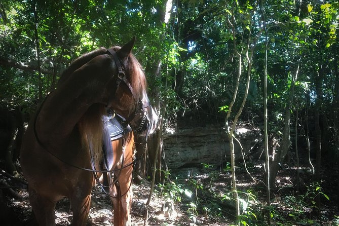 Award-winning Classic Horseback Ride (max. 6 riders) - Meet-Up, Waiver, and Getting Matched to Your Horse