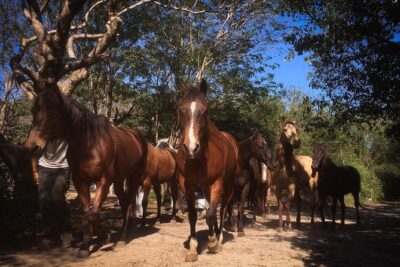 Award-winning Classic Horseback Ride (max. 6 riders) - Morning or Afternoon: Pick Your Pace (and Your Drinks)