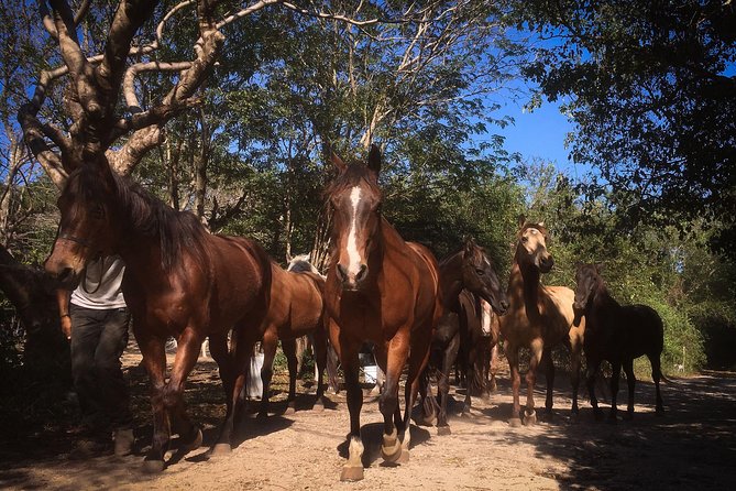 Award-winning Classic Horseback Ride (max. 6 riders) - Morning or Afternoon: Pick Your Pace (and Your Drinks)