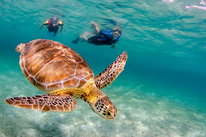 Bestseller! Tulum Private Tour with Turtles and Cenote Snorkeling - Price and Value: What You’re Really Paying For