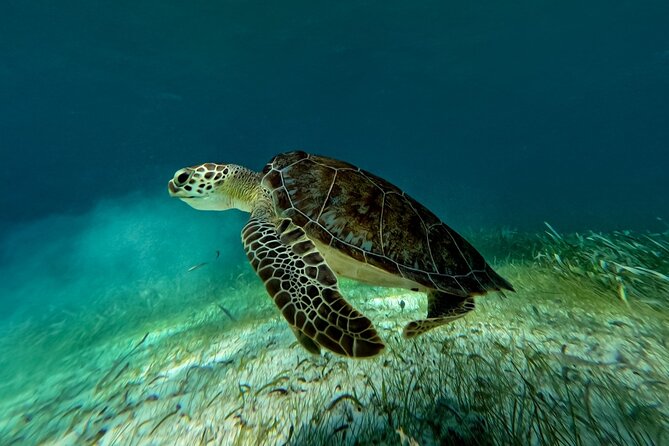 Catamaran Cruise in Riviera Maya With Snorkeling & Beach Club - Who should book this catamaran and snorkeling combo