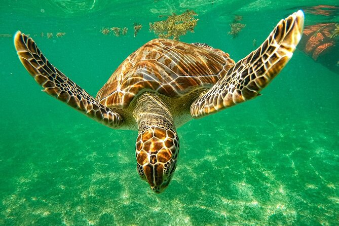Cenote and Swimming with Turtles Private Tour in Akumal - Key highlights at a glance