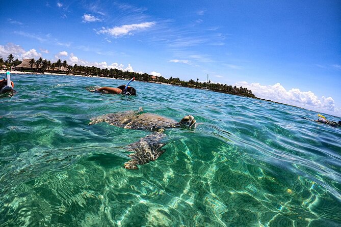 Cenote and Swimming with Turtles Private Tour in Akumal - Guides who actually guide, not just point