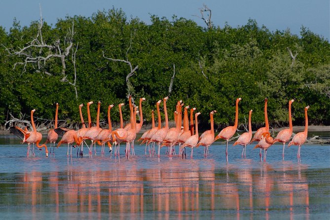 Coloradas Pink Lagoon Adventure from Playa del Carmen and Riviera Maya - How the day feels: big nature stops with serious travel time