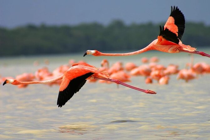 Coloradas Pink Lagoon Adventure from Playa del Carmen and Riviera Maya - Lunch, water, and what to pack for an 8–10 hour schedule