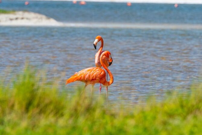 Coloradas Pink Lagoon Adventure from Playa del Carmen and Riviera Maya - Guides and small-group structure: why it can feel friendly