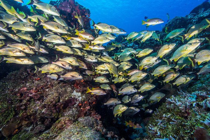Cozumel Dive Package - Certified Divers from the Riviera Maya (4 dives) - Playa to Cozumel in Two Days: What This Package Really Delivers