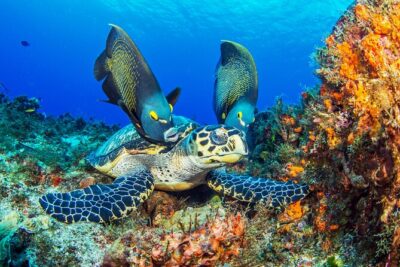 Cozumel Dive Package - Certified Divers from the Riviera Maya (4 dives) - Meeting Point, Start Time, and How to Avoid the Morning Chaos