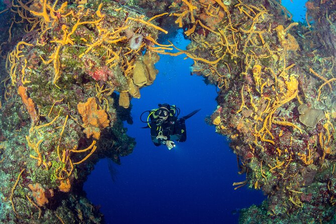Cozumel Dive Package - Certified Divers from the Riviera Maya (4 dives) - Money Check: Price, Gear Rental, and Marine Park Fees
