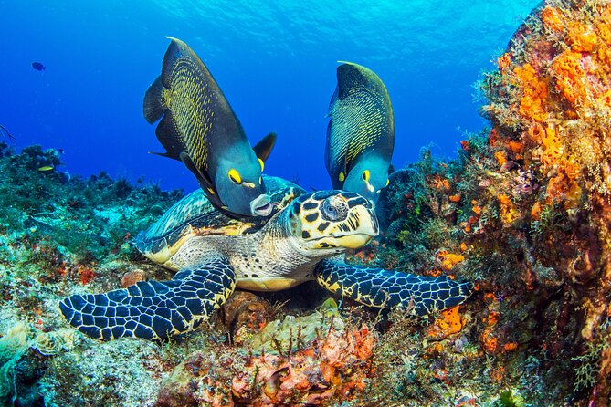 Cozumel Dive Package - Certified Divers from the Riviera Maya (4 dives) - Meeting Point, Start Time, and How to Avoid the Morning Chaos