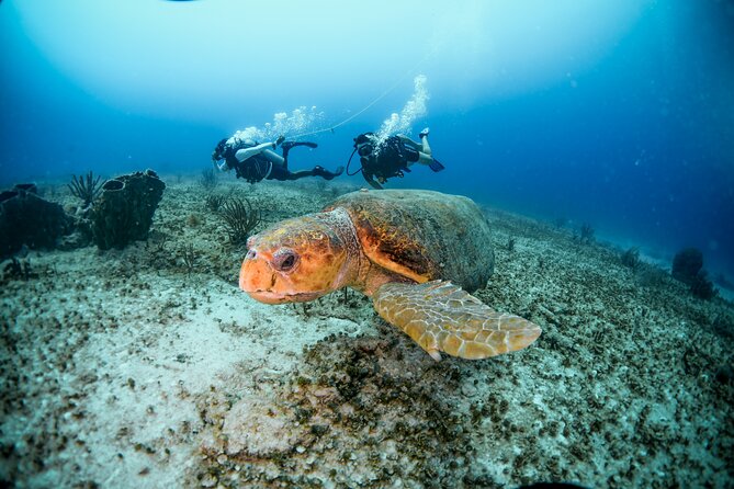 Discover Scuba Diving & Beach Club with Transportation In Riviera Maya - Dock fee and extra costs: the part that surprises people