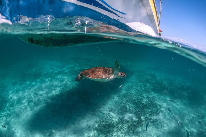 Exotik half a day tour: Cenote Cave and Swimming with Sea Turtles - Why this Cenote and Sea Turtle combo works in Riviera Maya time