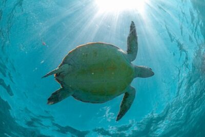 Exotik half a day tour: Cenote Cave and Swimming with Sea Turtles - Cenote Nohoch Nah Chich: your jungle swim through caves