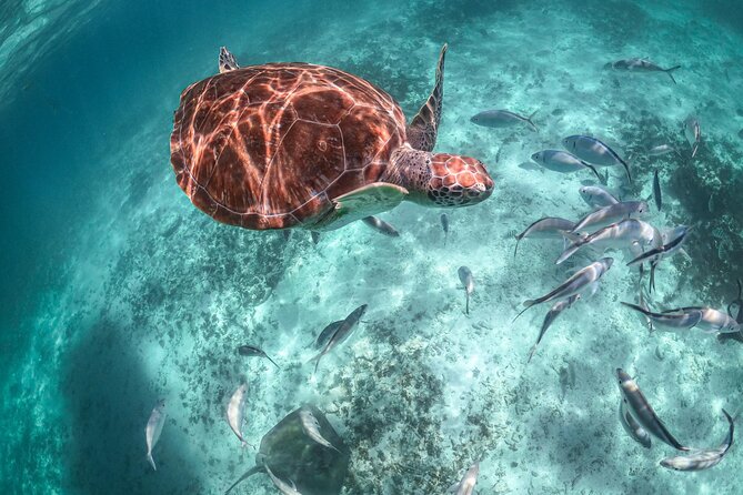 Exotik half a day tour: Cenote Cave and Swimming with Sea Turtles - Pickup, meeting points, and why the day can run longer than you expect