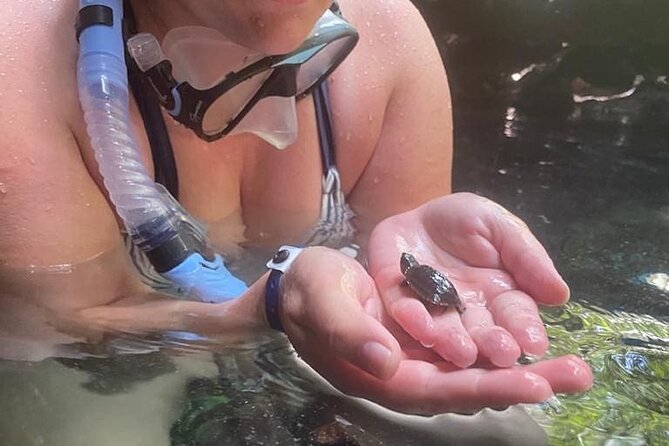 Five Cenotes Jungle Experience in the Riviera Maya - Meet-Up in Playa: The Practical Stuff That Saves Time