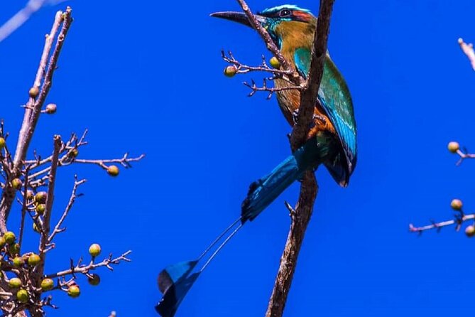 Five Cenotes Jungle Experience in the Riviera Maya - What the Lara&Luca Meal Adds to Your Day (and When It Happens)