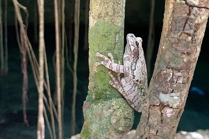 Five Cenotes Jungle Experience in the Riviera Maya - Private Options and Small-Group Reality