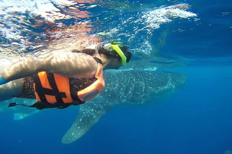 From Playa del Carmen: Whale Shark Tour - Key points before you go