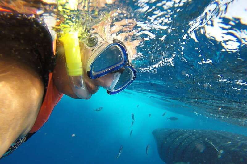 From Playa del Carmen: Whale Shark Tour - Playa del Carmen to the snorkel zone: how the day flows