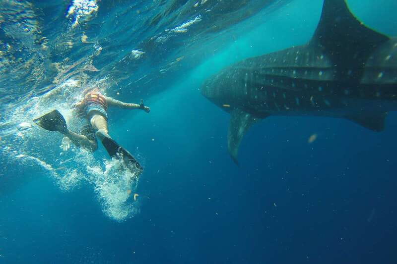 From Playa del Carmen: Whale Shark Tour - Safety, gear, and the little details that make it work