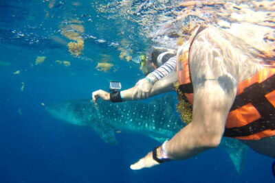 From Playa del Carmen: Whale Shark Tour - The whale shark encounter: what 3 hours on the water means
