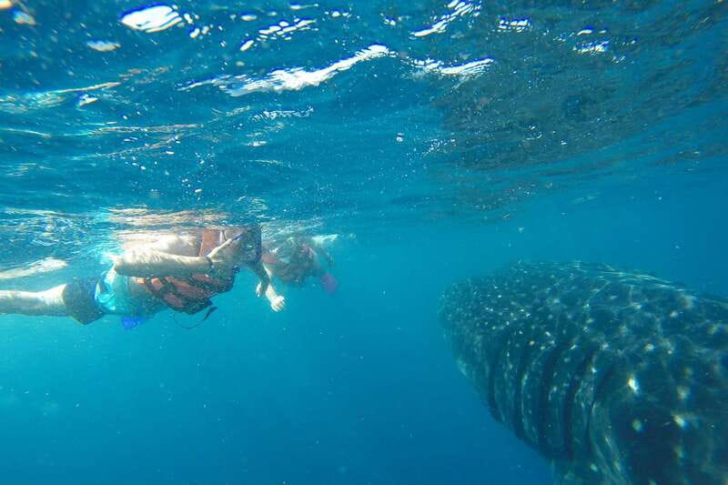 From Playa del Carmen: Whale Shark Tour - Speedboat reality check: sun, motion, and staying comfortable