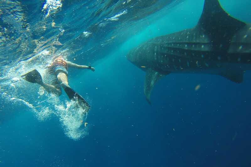 From Playa del Carmen: Whale Shark Tour - What’s included vs not: keep your expectations tidy