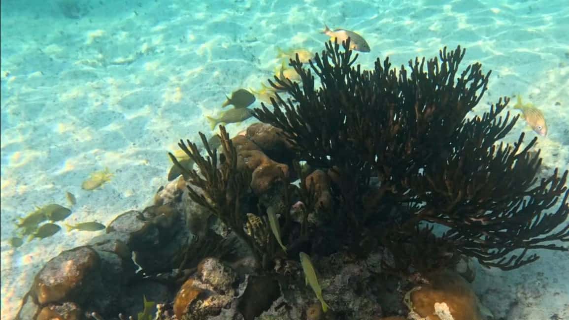 From Riviera Maya: Tulum, Cenote, & Akumal Turtle Swim Trip - Who This Trip Fits Best (and Who Might Hate It)